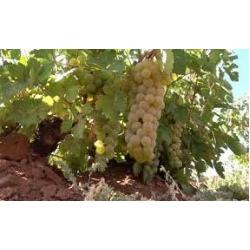 AĞIN BEYAZI ÜZÜMÜ AĞIN BEYAZI ÜZÜMÜ